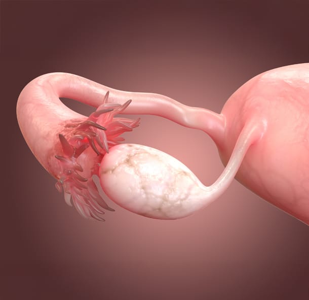 What are the fallopian tubes?